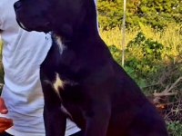 Secereleri şampiyonluklarla dolu yavrular cane corso