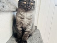 Son Sıfır Kulak Scottish Fold Yeni Yuvasına Hazırdır
