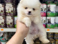 En Tatlı Pomeranian Bebeklerimiz