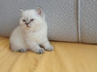 Bu british shorthair ponçikler yeni yuvalarını arıyor