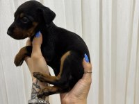 Ev Ortamında Büyüyen Safkan Doberman Dişi Yavrular