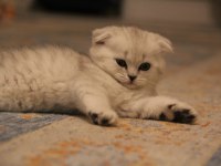 Tatlı scottish fold yavruyu sahiplendiriyorum