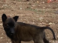 50 Günlük Dişi Malinois