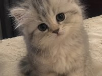 BRİTİSH LONGHAİR GRİ RENK YENİ SÜTTEN KESİLME