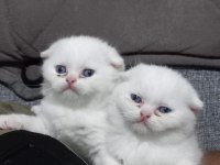 Scottish fold bebeklerim yeni yuvasını arıyorum