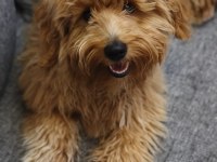 5 aylık erkek maltipoo köpeğimiz