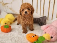 Maltipoo Yavrularımız