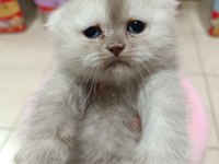 Scottish fold ve scottish straight yavrularım