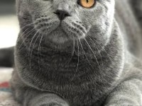 Ücretsiz scottish fold sahiplendirme