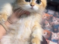 British shorthair golden koca göz ny12