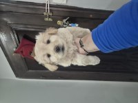 Maltipoo yavrum 55 gunluk