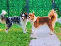 Şecereli border collie