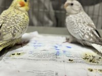 YENİ YEME DÜŞMÜŞ BEBEK SULTAN PAPAĞANLARI SAKARYA