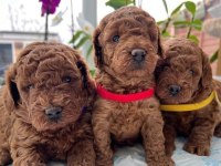 Toy Poodle Yavrular