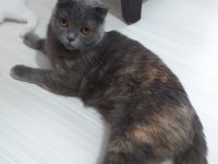 Scottish fold, british dişi erkek safkan yavrular