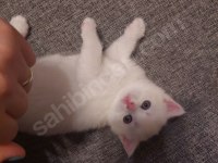 Kar Beyaz British Longhair