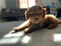 Poodle köpeğimize acil ömürlük yuva