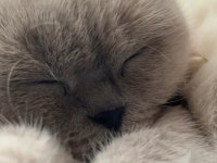 Yavru dişi british shorthair kediler