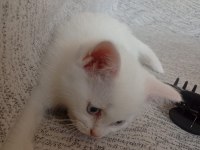 Pamuk kedimiz