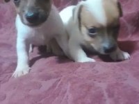 Maskeli kısa bacak Jack Russell yavrularımız