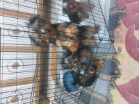 Yorkshire terrier bebekler