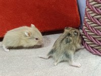 GONZALEZ HAMSTER YAVRULARI