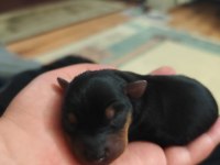 Safkan A kalite 0 numara minyatür pinscher