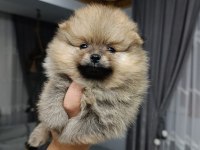 Orjinal ayı surat pomeranian boo bebekler