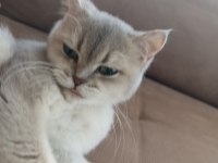British shorthair yetişkin dişi