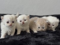 A kalite british longhair bebekler