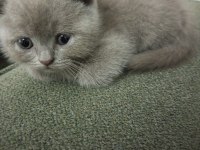 2.5 Aylık Erkek Scottish Fold Yavru