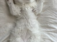 Oyuncu British Shorthair