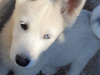 40 Günlük Sibirya Kurdu yavruları