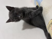 Yuvaya gitmeye hazır dişi british shorthair