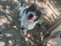 1 Yaşında Dişi Terrier Melezi