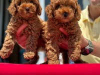 SAFKAN TOY POODLE YAVRULARIMIZ