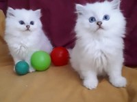Şecereli anne baba dan british longhair bebekler