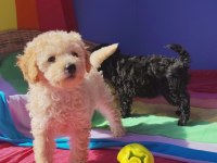 Red Brown A Kalite Orjinal Toy Poodle Yavrular