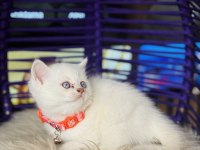 British shorthair blue point