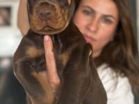 Europan üst düzey doberman yavrular