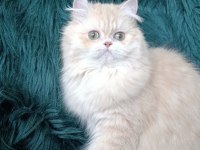 Şecereli safkan dişi british longhair