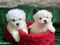 Bichon frise nadir orjinal güzellikleri var