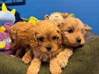 BABY FACE RED MALTİPOO YAVRULARIMIZ
