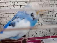 Jumbo muhabbet kuşu takım