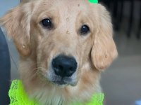 Arkadaş canlısı golden retriever yavrular
