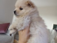 Yavru pomeranian