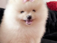 Pomeranian Boo Baby Face