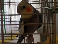 Sultan Papağanı Erkek 2 Yaşında Konuşuyor