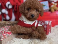 SAFKAN IRK GARANTİLİ TOY POODLE YAVRULARIMIZ
