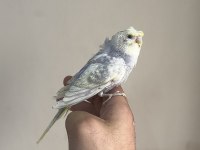 BEBEK MUHABBET KUŞU YENİ YEME DÜŞMÜŞ
